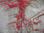 33552_450706827295_3321524_n